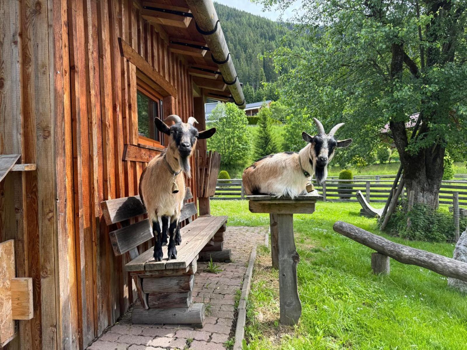 Appartements Zahnleiten Untertauern Exteriör bild